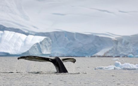 GIANTS OF THE SOUTHERN OCEAN: WHALE VOYAGE WITH SOUTH SHETLANDS AND THE ANTARCTIC PENINSULA