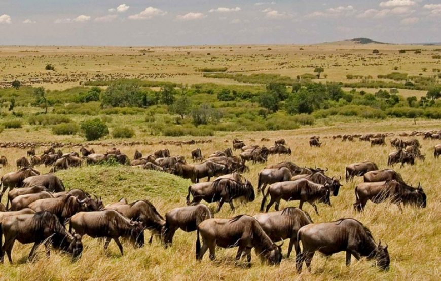 JION SAFARIS Masai Mara