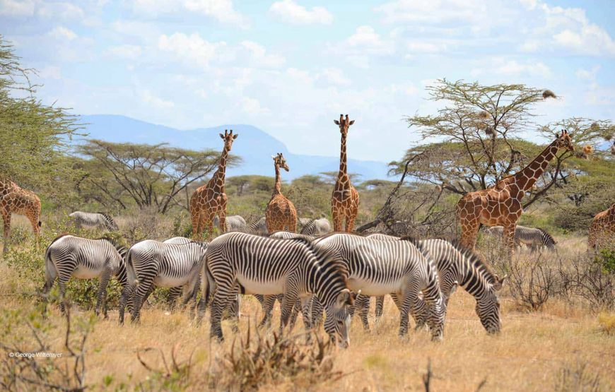Kenya Wildlife Experience Private Safari